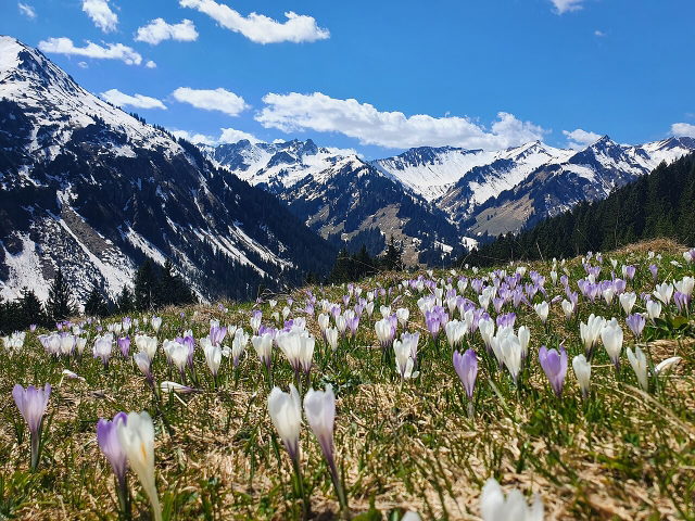 Umgebungsmotiv: Blühende Krokuswiese vor den Bergen der Allgäuer Hochalpen