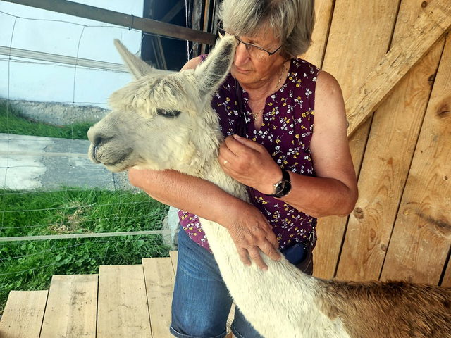 Alpaka aus der Herde der Alpaka Farm Kilger