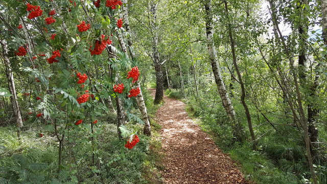 Wanderweg zwischen Birken in den Kendlmühlfilzen bei Grassau