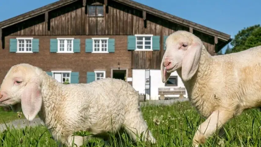 Zwei Schafe auf einer Wiese vor einem Holzhaus