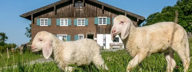 Zwei Schafe auf einer Wiese vor einem Holzhaus
