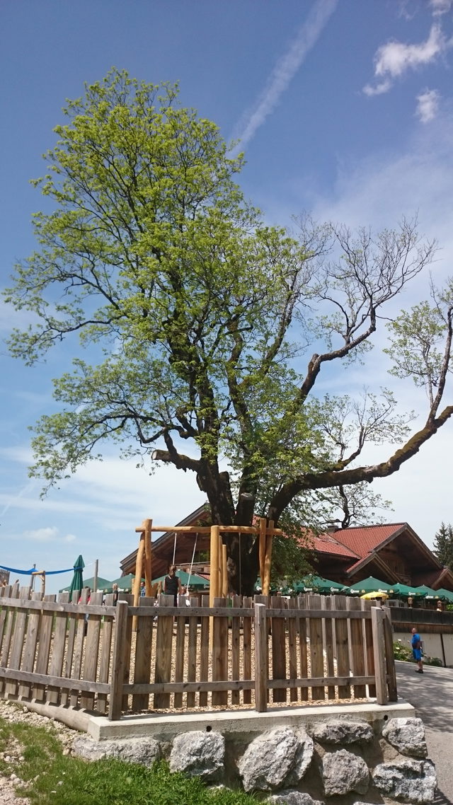 Bergahorn auf der Aschinger Alm