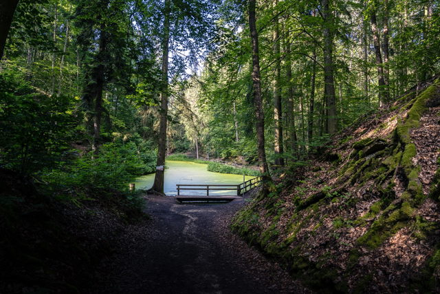 Grün bedeckter Märchensee im Wald bei Wendelsheim.