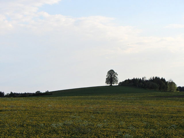 Wachbühl mit großer Linde über blühenden Wiesen bei Gospoldshofen