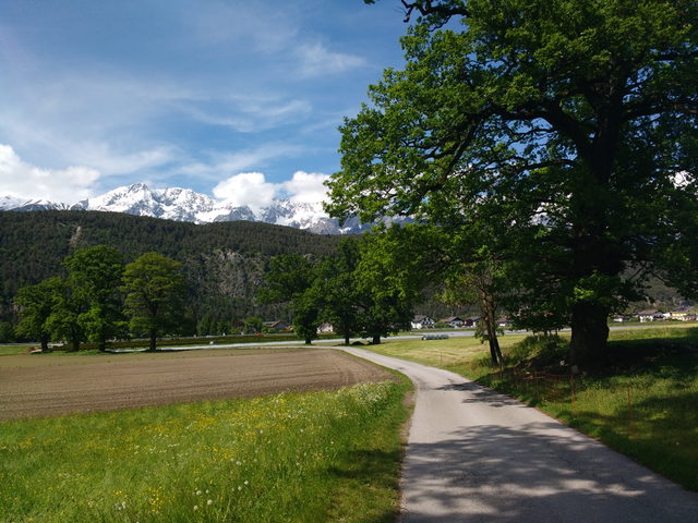 Stamser Eichenwald in Stams