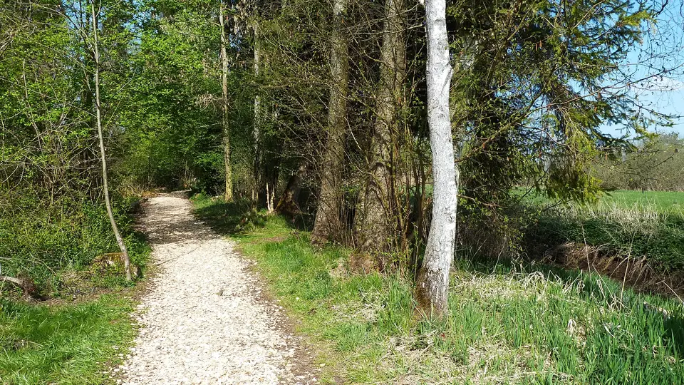 Naturpfad zwischen Bäumen im Wackelwald Bad Buchau