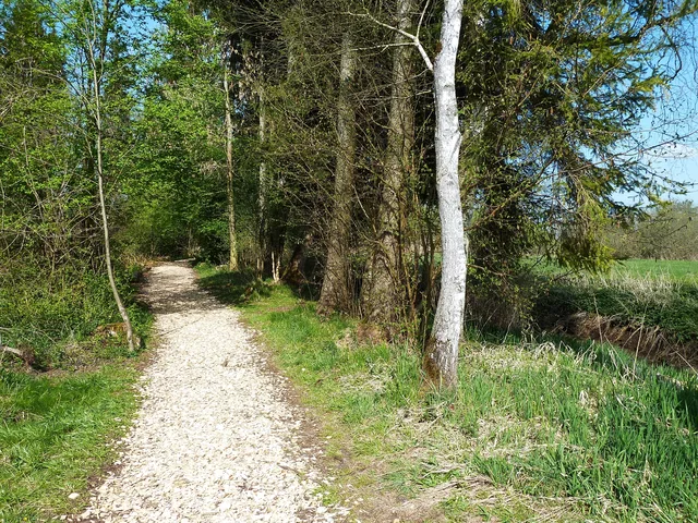 Naturpfad zwischen Bäumen im Wackelwald Bad Buchau