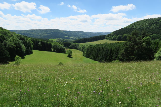 Wiesenlandschaft am GeoWanderweg Zillhausen