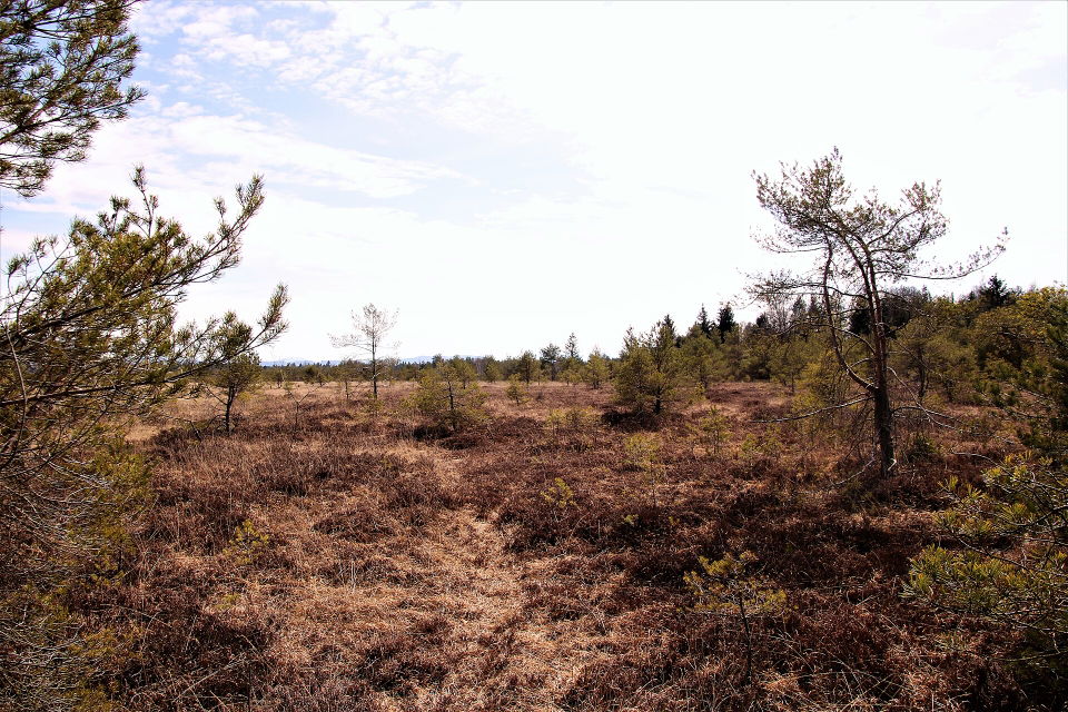 Ibmer Moor – Moorlandschaft und Holzstege am Pfeiferanger