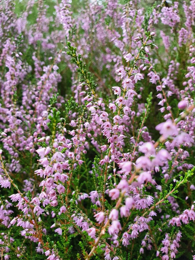 Nahaufnahme von blühendem Heidekraut in rosa-lila Blüten