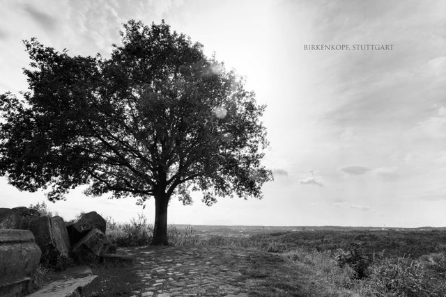 Baum, Trümmersteine und Weitblick auf dem Stuttgarter Birkenkopf.