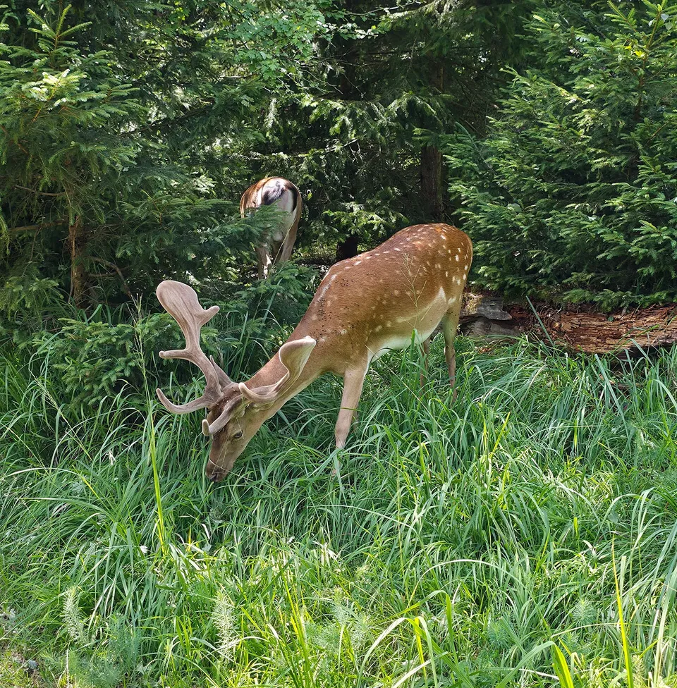 Lechpark Pössinger Au – Wald, Wildtiere und Spielen in Landsberg