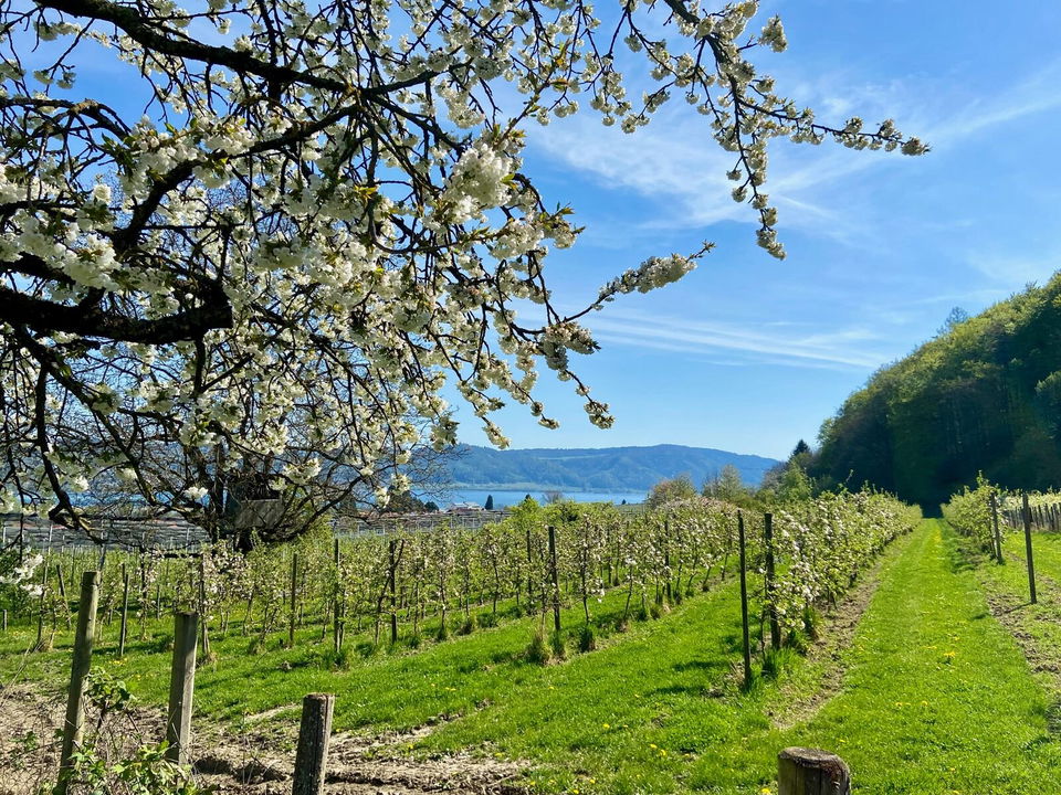 Apfelrunde ab Bodman: Radtour zwischen Obstwiesen und Bodensee