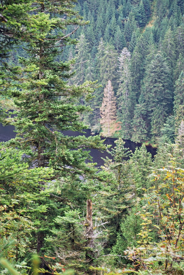 Blick durch den Wald zum Glaswaldsee bei Bad Rippoldsau