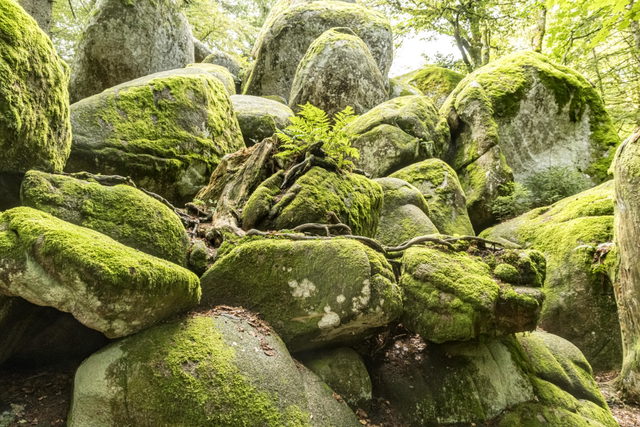 Bemooste Granitblöcke der Günterfelsen im Wald bei Furtwangen