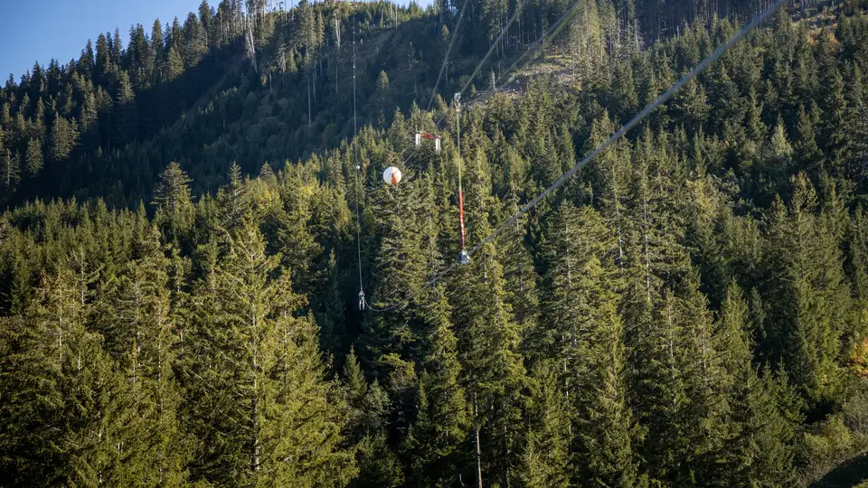 Waldhang mit Seilbahnkabeln über dichten Fichten