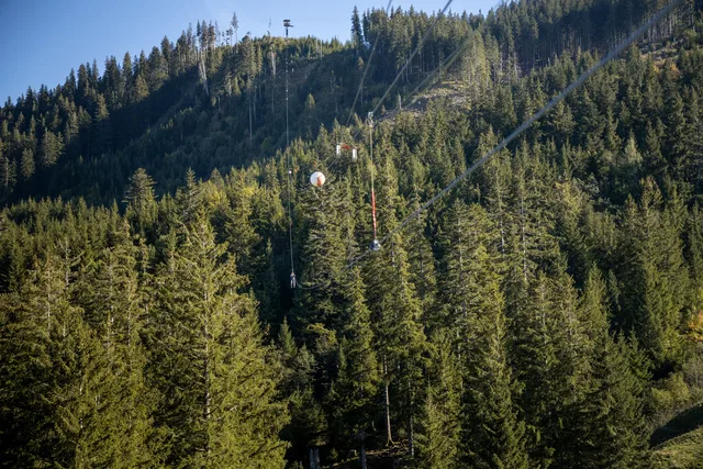 Waldhang mit Seilbahnkabeln über dichten Fichten