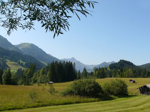 Kontextbild: Sommerwiesen, Wald und Berggipfel im Kleinwalsertal