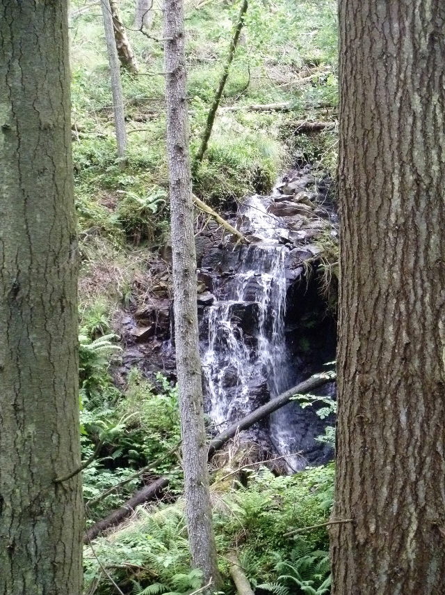 Symbolbild: Waldbach zwischen Felsstufen und Bäumen