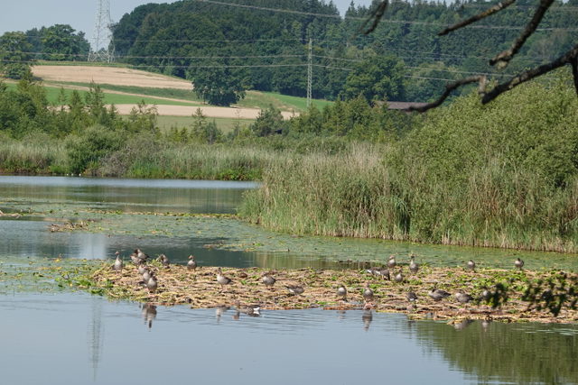Insel mit Gänsen und Schilfufer im Maisinger See