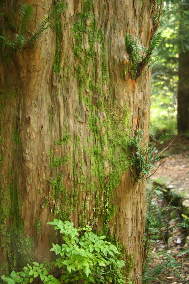 Borke und junge Triebe einer alten Eibe im Paterzeller Eibenwald.