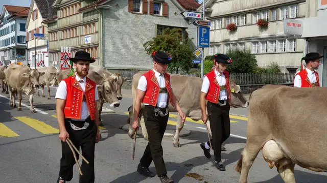 5 Alpabtriebe & Viehscheide rund um den Bodensee 2026