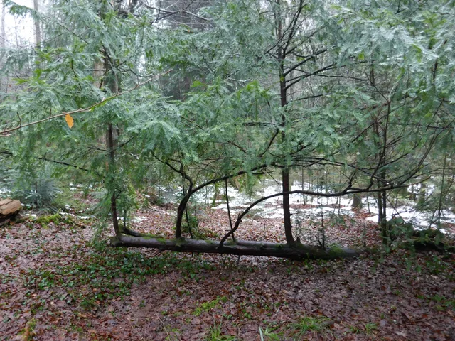 Umgestürzter Baumstamm im Wald mit grünen Nadelbäumen und leichter Schneekruste auf dem Boden.