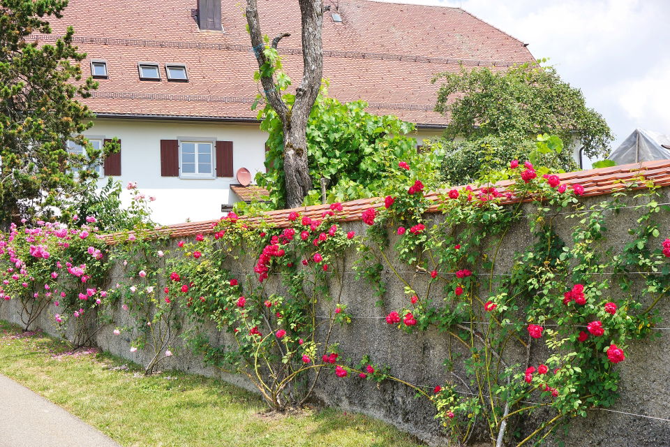 Rosen-Rhein-Radrunde Waldshut – Nöggenschwiel, Höhendörfer und Hochrhein
