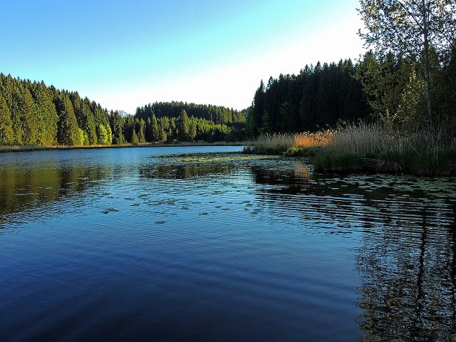 Faulensee bei Rieden am Forggensee mit bewaldeten Ufern