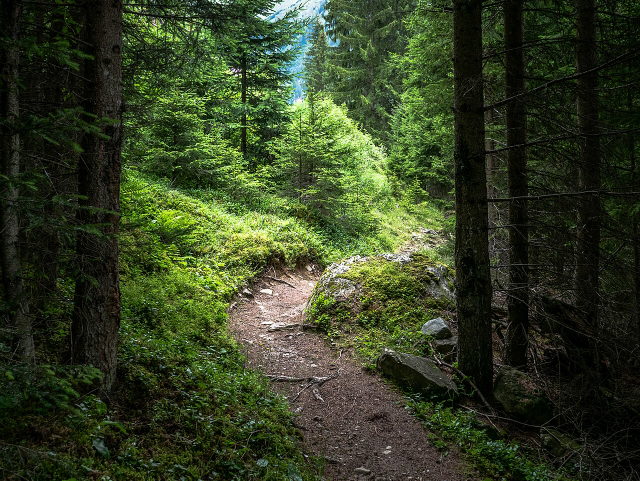 Umgebungsmotiv: Schmaler Waldwanderweg bei Ischgl