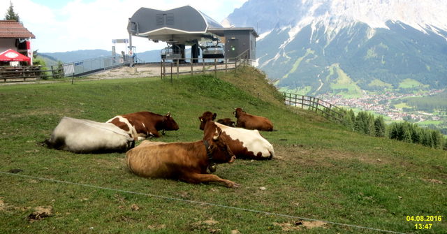 Kühe auf einer Wiese bei der Grubigalm und der Bergstation