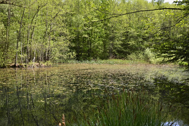 Waldlandschaft im Altdorfer Wald