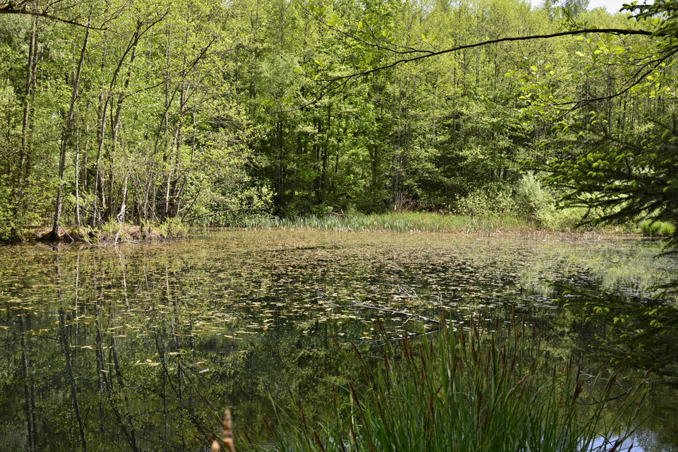 Genießerweg Altdorfer Wald: Stiller Bach, Rößlerweiher und Aussicht