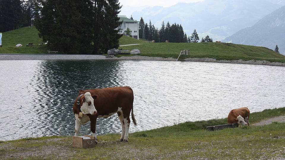 Kühe am Ufer des Filzalmsees bei Brixen im Thale