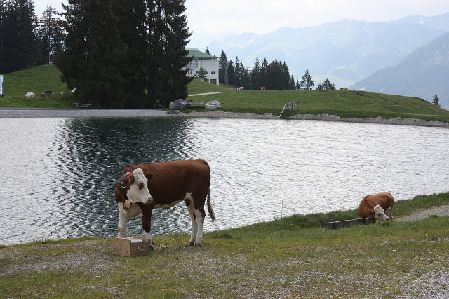 Kühe am Ufer des Filzalmsees bei Brixen im Thale