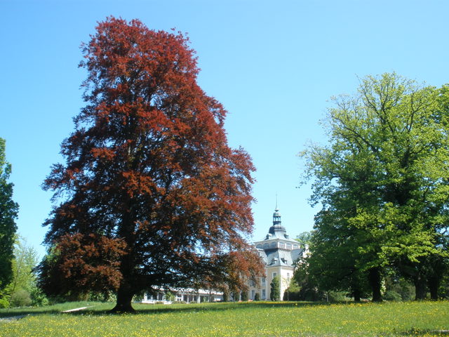 Alter Baumbestand und Villa im Toscanapark