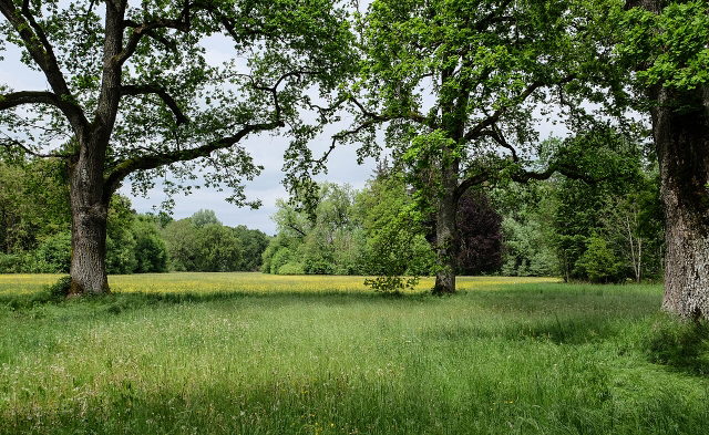 Alte Bäume und weite Wiesen im Fürstlichen Park Krauchenwies