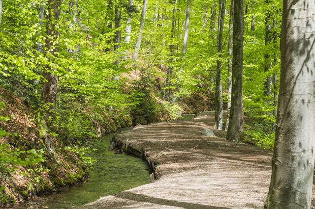 Waldweg am Stillen Bach bei Weingarten