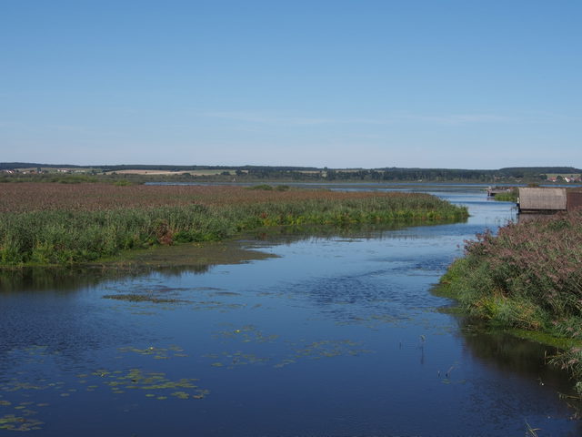 Blick über den Federsee und seine Schilfufer