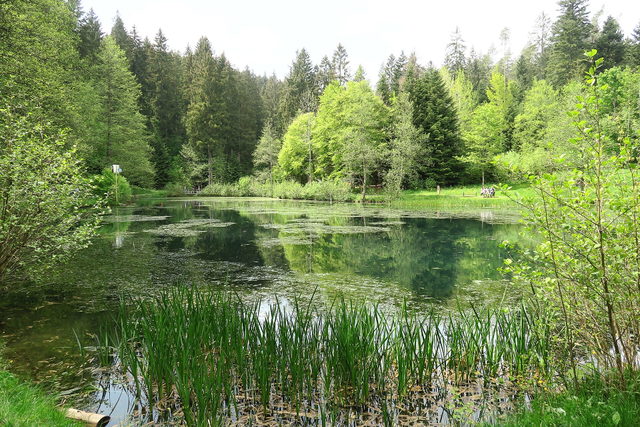 Kinzigsee bei Loßburg mit Uferpflanzen und Wald