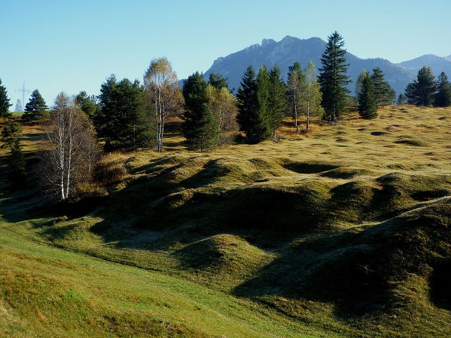 Ausgeprägte Wiesenbuckel bei Krün mit Bäumen und der Soierngruppe im Hintergrund