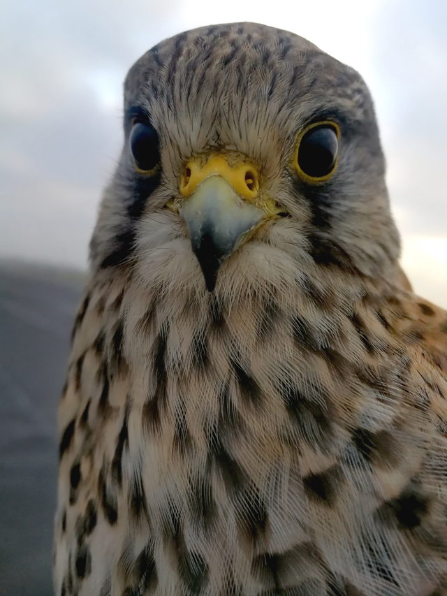Turmfalke mit dunklen Augen und gelbem Schnabelansatz