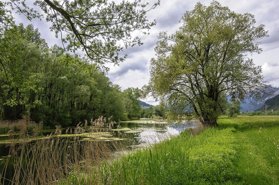 Naturschutzgebiet Gaisau – Auwald und Vogelbeobachtung am Inn