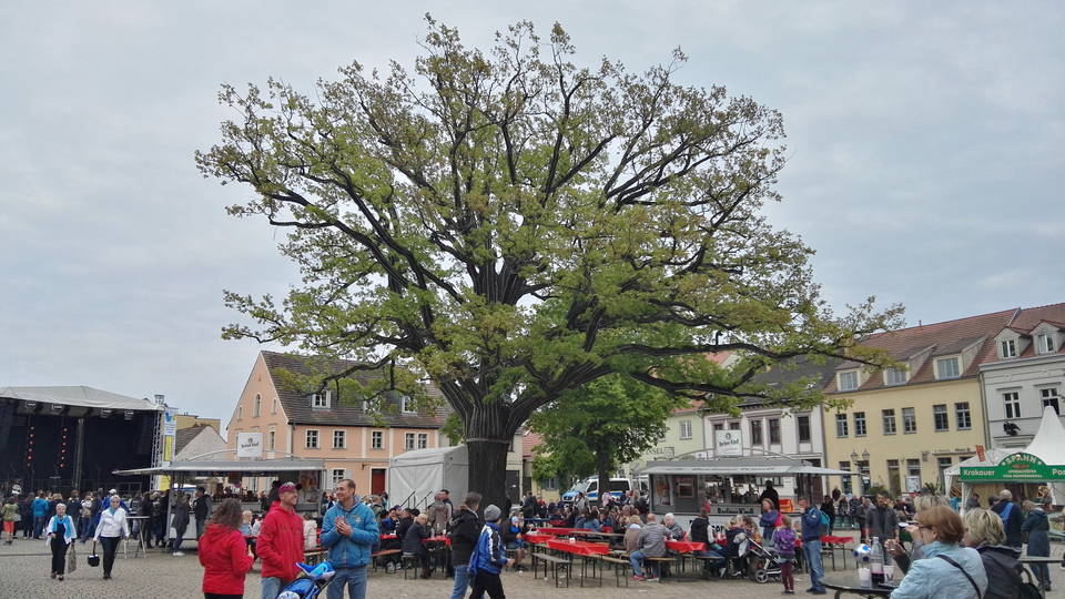 Archivaufnahme des Baumblütenfestes 2018 am Marktplatz auf der Altstadtinsel Werder