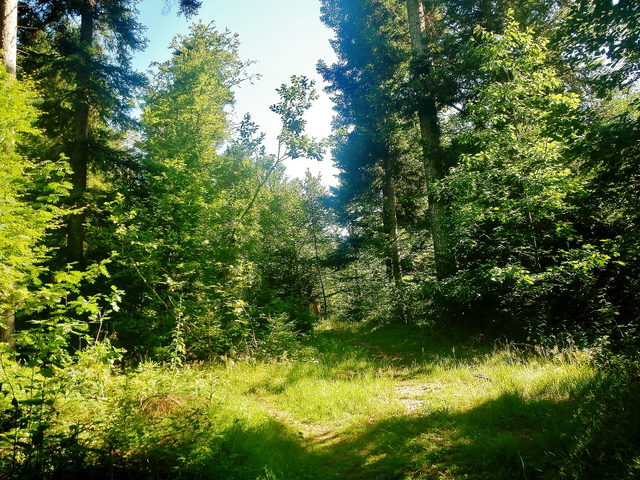 Grüner Waldweg bei Pfalzgrafenweiler