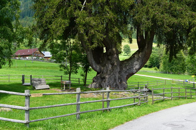 Mehrstämmige Kandelaberfichte bei Arriach