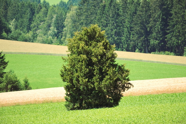 Zwillings-Eibe in Erdleiten als regionales Naturmotiv bei Tragwein