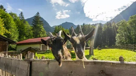 Zwei Ziegen schauen neugierig über einen Holzzaun