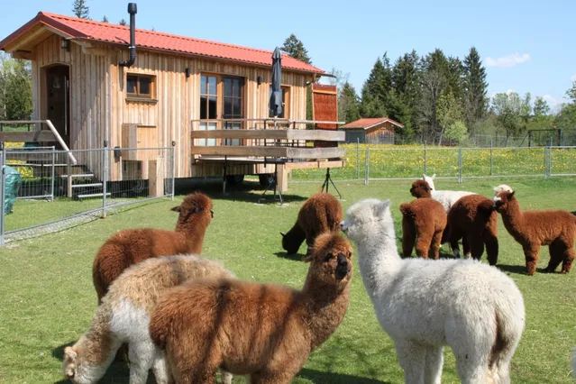 Alpakas vor dem Tinyhouse Alpaka Alm