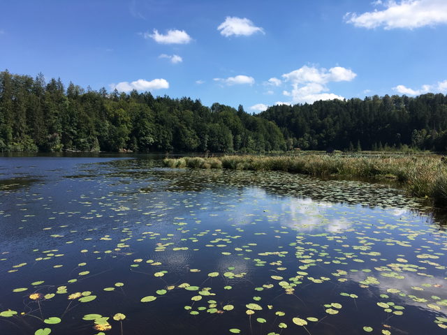 Blick vom Südufer über den Hackensee bei Kleinhartpenning.